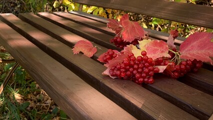 Fall leaves and red berries decorate a wooden bench in a serene garden during a sunny afternoon in autumn