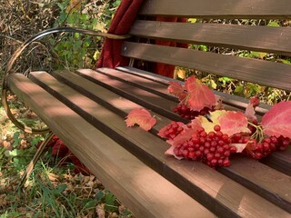 Colorful autumn leaves and berries rest on a park bench surrounded by nature in early afternoon sunlight