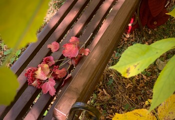 Colorful leaves and grapes on a wooden bench in an autumn park