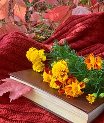 Colorful marigolds on a book surrounded by red autumn leaves in a cozy outdoor setting