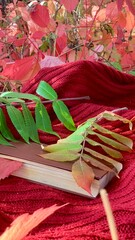 Fresh leaves and a book lay on a cozy red blanket in a vibrant autumn setting, with colorful foliage creating a serene atmosphere