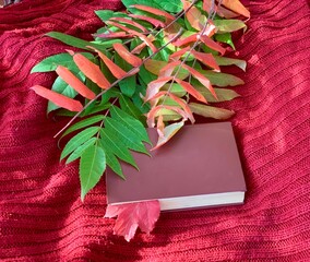 Colorful leaves and a book resting on a warm red blanket on a sunny autumn day in the park
