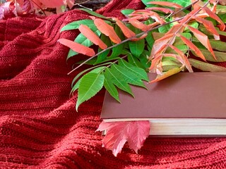 Cozy autumn scene with a book, colorful leaves, and a soft red blanket in a serene outdoor setting