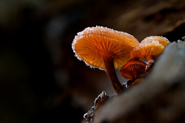 Frozen orange mushrooms covered with sparkling frost crystals, detailed macro view with glowing backlight and dark forest background, ideal for nature wallpapers, winter concepts and creative design u