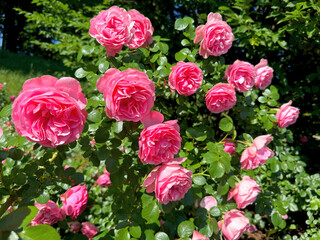 Rose shrub pink beautiful blooms.