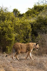 Naklejka premium Lioness Walking Through the Savannah Grass