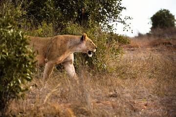 Lioness Walking Through Dry Grassland