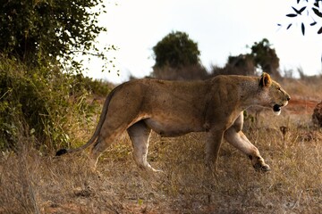 Lioness Walking in the Field