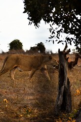 lioness walking in the national park
