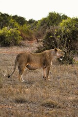 The Majestic Lioness Posing for Camera, Tsavo National Park