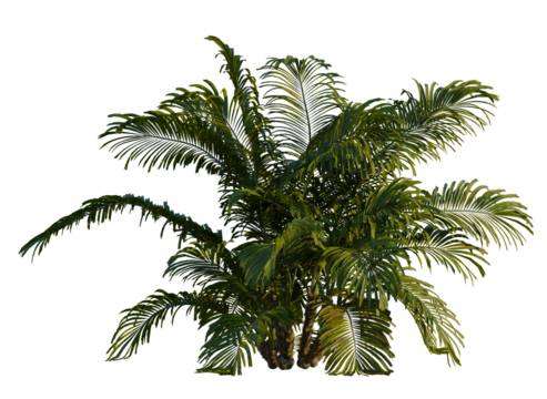 Arenga engleri tree 8k, front view, cutout, transparent background, isolate, Lush palm tree foliage evokes tropical paradise vibes for design elements