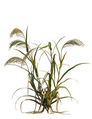 Obraz premium Panicum miliaceum tree 8k, front view, cutout, transparent background, isolate, Green grass stalks waving in the breeze, adding a natural touch to designs