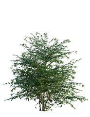 Fototapeta premium Sambucus nigra tree 8k, front view, cutout, transparent background, isolate, Lush green bush with small berries, ideal for garden designs and landscapes