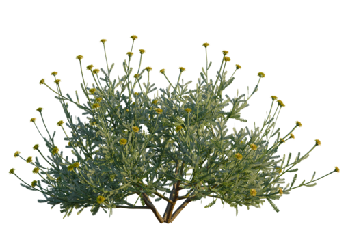 Santolina chamaecyparissus tree 8k, front view, cutout, transparent background, isolate, Delicate golden feverfew wildflowers radiate subtle beauty and elegance