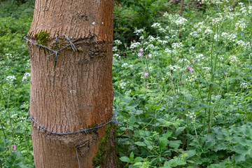 Fence wire buried into a tree trunk posing a risk to chainsaws and harvesting during forest management work. With copy space.
