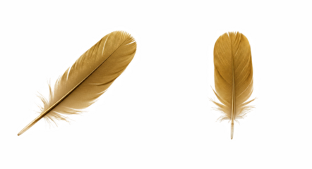 Pair of stylized golden-brown bird feathers against a solid dark field
