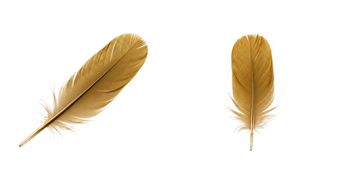 Pair of stylized golden-brown bird feathers against a solid dark field