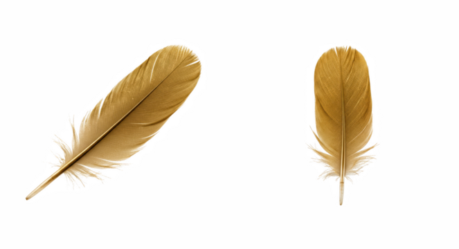 Pair of stylized golden-brown bird feathers against a solid dark field