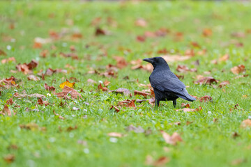 Corneja negra (Corvus corone) en un prado verde con hojas otoñales © Oliver Freixas