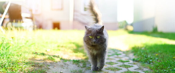 Fluffy gray kitten walking on fresh green grass © AlexGo