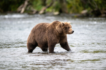Alaskan brown bear standing in Brooks River
