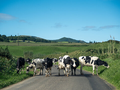 Dairy cows crossing a rural road in S&atilde;o Miguel, Azores