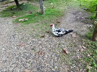 free range chicken