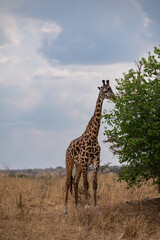 girraffe eating from a tree 