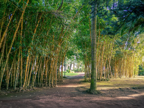 Bamboo path in Parque Ant&oacute;nio Borges, Ponta Delgada, Azores (partially retouched)