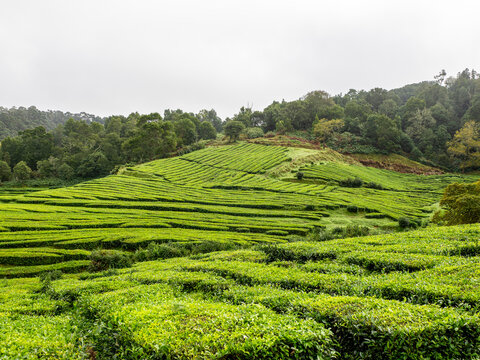 Green tea fields of Gorreana plantation on S&atilde;o Miguel island, Azores