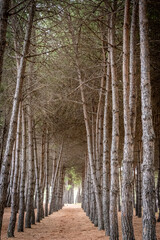 Pine trees lining long path through forest, creating natural tunnel and leading perspective. In Pineto, Abruzzo, Italy