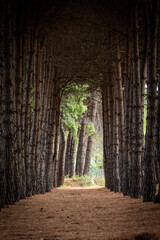 Path winding through a dense pine tree forest, creating a natural tunnel with sunlit opening beyond in Pineto, Abruzzo, Italy