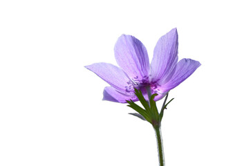Anemone Coronaria Botanical Masterpiece pure white background