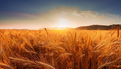 a stunningly beautiful golden wheat field bathed in the radiant light of the sunrise