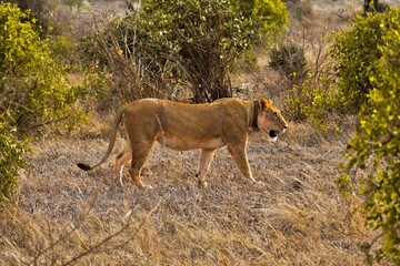 A male lion is walking through Tsavo National Park, Kenya