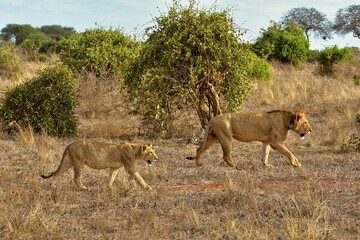 Lion and Lioness Walking Through Savannah