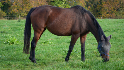 a dark brown horse wearing a fly mask is grazing on a green meadow in a natural side view