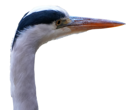 a close up portrait of a grey heron (ardea cinerea) with a long orange beak