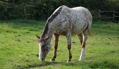 Fototapeta premium a speckled white and brown horse is eating grass on a large green pasture on a sunny afternoon