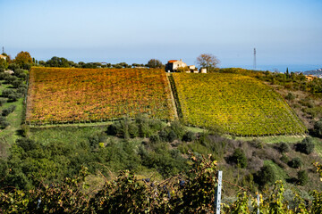 Abruzzo vineyard displaying autumn colors with a farmhouse on a hill, creating a seasonal landscape in rural Italy