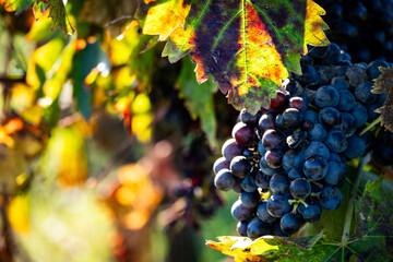 Vibrant dark grapes ripening on a sunlit vine with colorful autumn leaves, anticipating harvest in Abruzzo, Italy