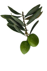 Paired Olives on Branch Composition