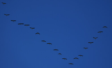 a flock of common cranes (grus grus) is flying in a v-formation across a deep blue sky