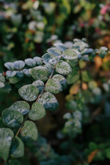 Leaves dew eucalyptus branch green closeup nature foliage, round leaf stems with morning water droplets on textured surface, botanical detail and fresh outdoor plant growth
