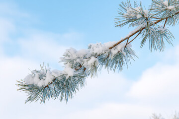 Snow covered pine branch on soft blue sky background showing peaceful winter mood for concept of christmas nature decor seasonal design outdoor calm atmosphere