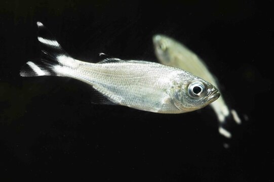 Juvenile Five bar Flagtail (Kuhlia mugil)