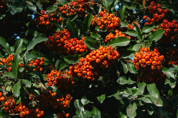 Fototapeta premium Berries clusters leaves branch orange red nature shrub closeup in sunlight texture and rich color with seasonal foliage composition for gardening landscape and botanical study