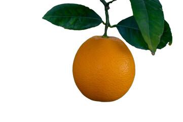 Single Orange on Branch on White Background