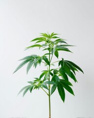 Obraz premium Cannabis plant isolated on a light background