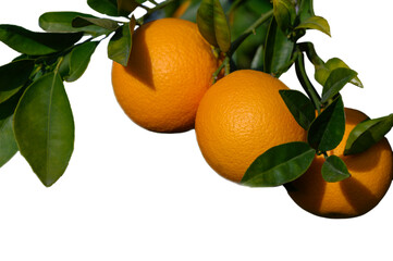 Three Oranges on Branch on White Background